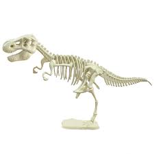 A Dinosaur Skeleton
